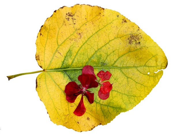 Vertrocknete Blätter der Pappel mit roter Geranien — Stockfoto