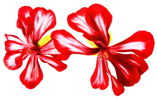 Flores listradas de gerânio fresco, manipulação de fotos — Fotografia de Stock