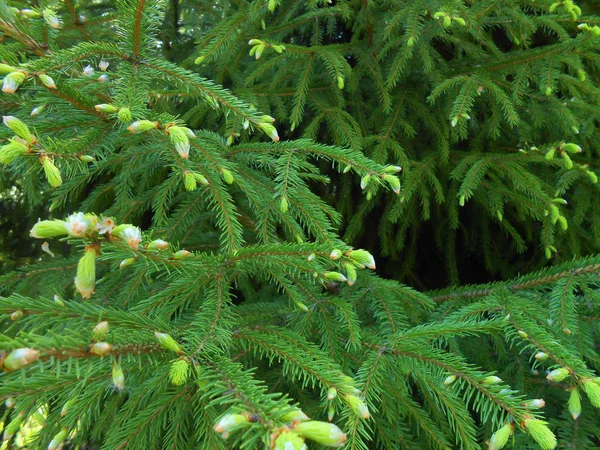 Spruce green branches photo manipulation — Stock Photo, Image