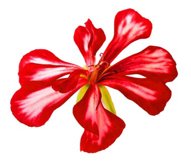 Sardunya şeritli çiçekler taze, fotoğraf manipülasyon