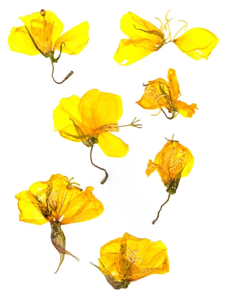 Transparante gedroogde geperst gele eschscholzia — Stockfoto