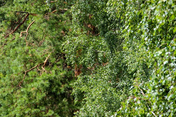 Wysoki, smukły Biała brzoza pni z świeżych liści — Zdjęcie stockowe