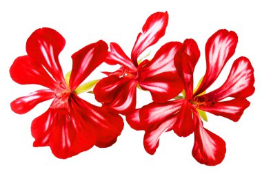 Sardunya şeritli çiçekler taze, fotoğraf manipülasyon