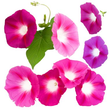 sabah zafer taze Pembe çiçek, fotoğraf manipülasyon