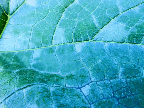 Pintura al óleo hojas frescas fondo — Foto de Stock