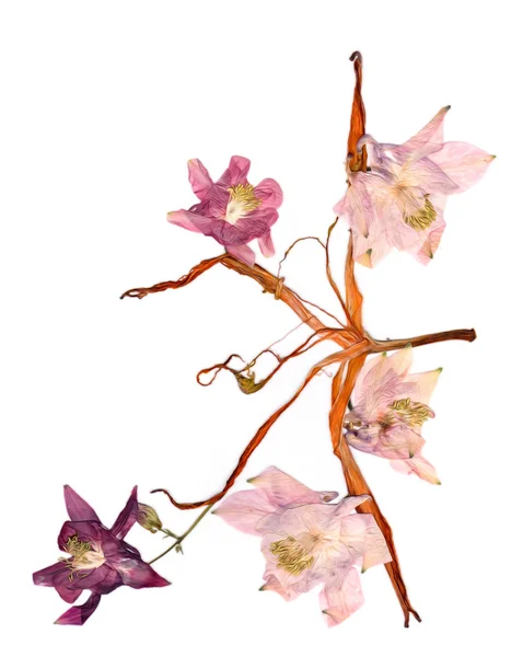 Gepresste mehrfarbige Aquilegien mit extrudierten getrockneten Lilienblättern, p — Stockfoto