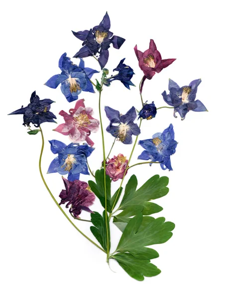Tryckte multicolor Aquilegia med extruderad torkade lily kronblad, p — Stockfoto