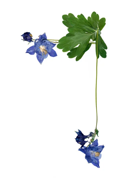 Ingedrukt multicolor Aquilegia met geëxtrudeerde gedroogde lelie bloemblaadjes, p — Stockfoto