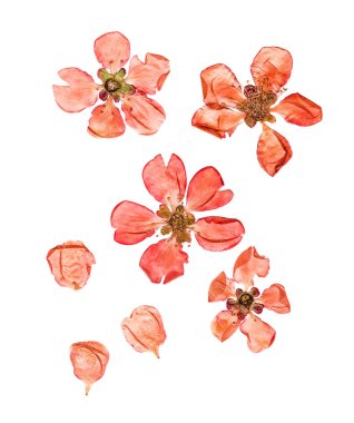 Preslenmiş ve kurutulmuş çiçekler Ayva çiçek