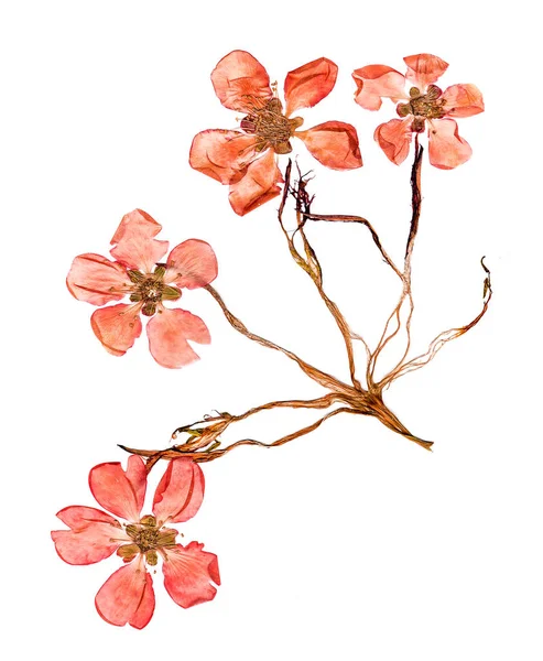 Πιέζεται και αποξηραμένα λουλούδια ανθίζουν κυδώνι — Φωτογραφία Αρχείου