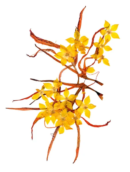 Flores prensadas y secas flor de celidonia — Foto de Stock