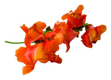 Petrol aslanağızları fotoğraf manipülasyon resmini çizmek