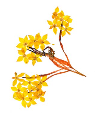  Preslenmiş ve kurutulmuş çiçekler kırlangıçotu çiçeği