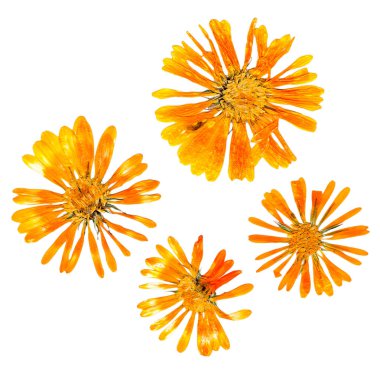 hassas kasımpatı çiçekleri ve yaprakları bastırdı