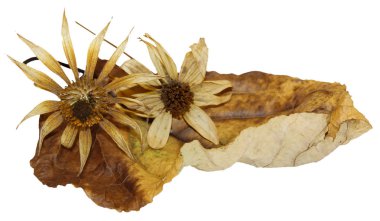 kavak enginar çiçekli kuru yaprakları