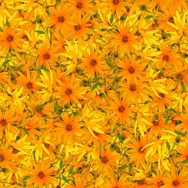 Textura de patrón de fondo sin costuras de girasol — Foto de Stock