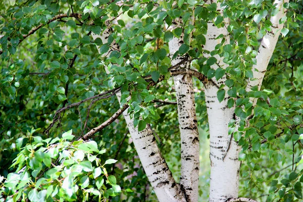 Hauts troncs élancés en bouleau blanc avec des feuilles fraîches — Photo
