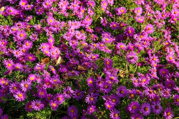 taze pembe sprey krizantem 