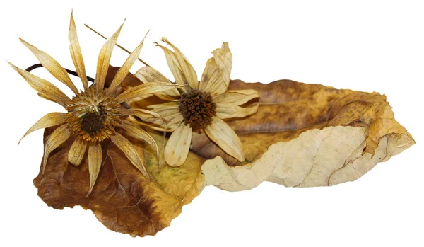 kavak enginar çiçekli kuru yaprakları