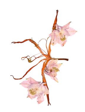 çok renkli Aquilegia haddelenmiş kurutulmuş zambak yaprakları ile basıldığında