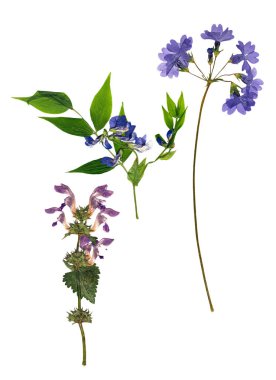 dizi preslenmiş phlox, nane, tatlı bezelye