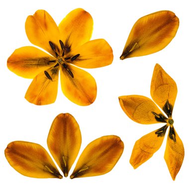 Lale perspektif turuncu çiçek ve yaprakları 