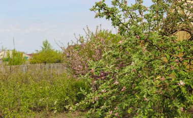 Genç şube pembe elma, ilk bahar çiçekleri