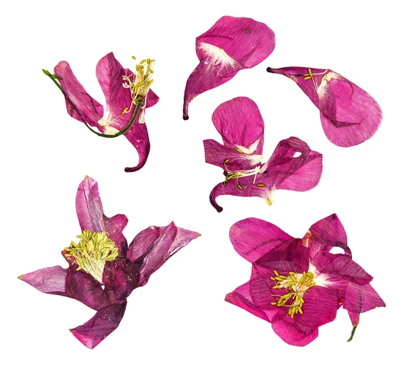 Columbine çiçek kuru büyük pembe ve beyaz çiçek