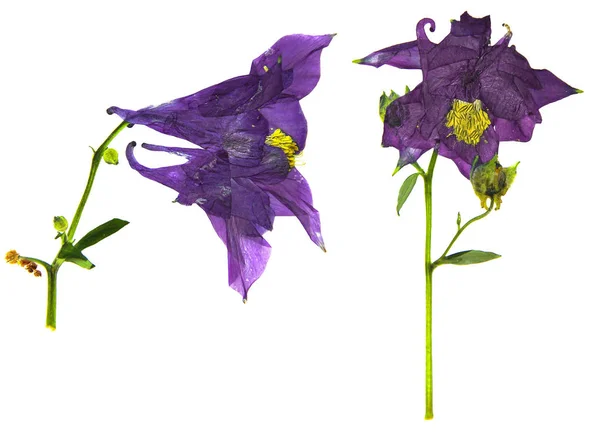 Grande fiore viola e bianco secco del fiore di Columbine — Foto Stock