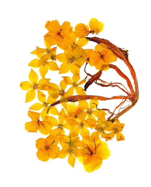  Preslenmiş ve kurutulmuş çiçekler kırlangıçotu çiçeği