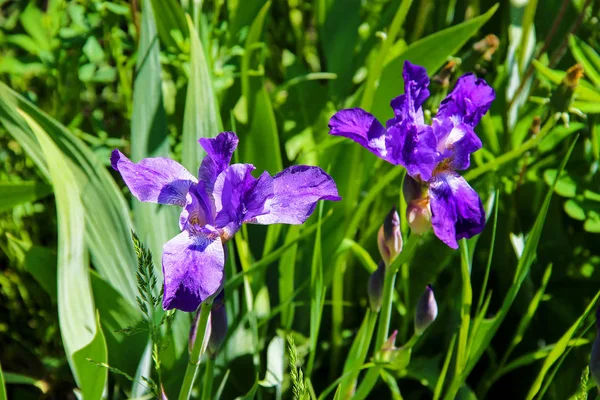 Gros plan de fleurs d'iris violet — Photo