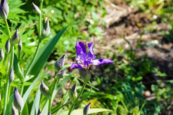 Gros plan de fleurs d'iris violet — Photo