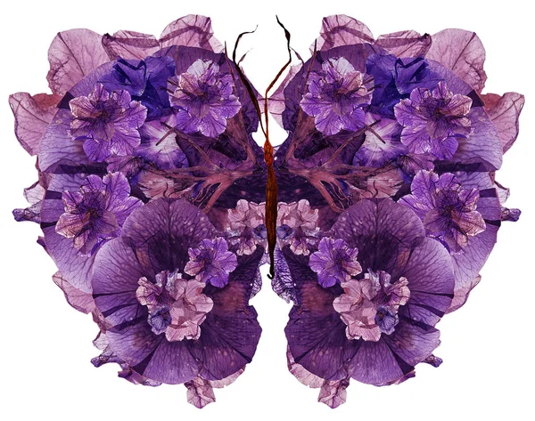 Квітковий метелик з сушених пелюсток лілії, пресований квітка петунії — стокове фото