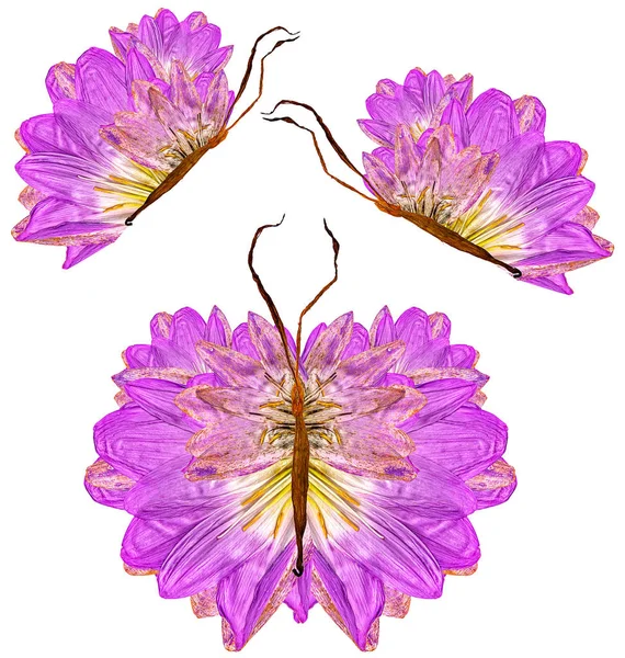 Farfalla fatta di foglie secche e fiori — Foto Stock
