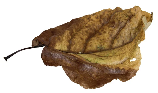 Высушенные листья тополя изолированы — стоковое фото