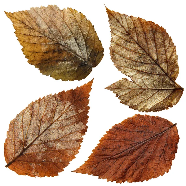 Aislado húmedo frambuesa hojas conjunto —  Fotos de Stock