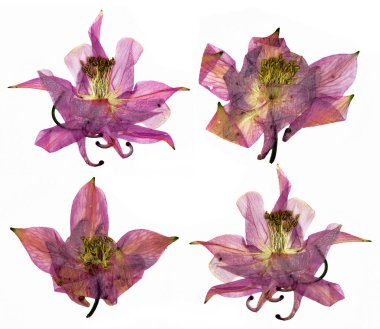 Columbine çiçek kuru büyük pembe ve beyaz çiçek