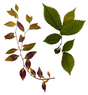 çok renkli kuru yaprak yeşil çeşitli