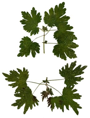 çok renkli kuru yaprak yeşil çeşitli