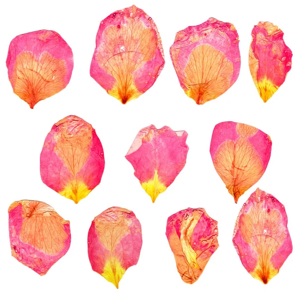 Torka delikat kronblad av pressade rosa och gul ros — Stockfoto