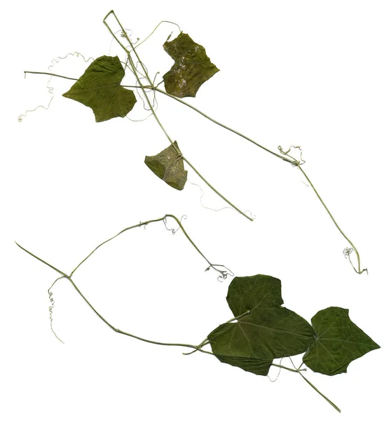 Folhas prensadas de pepino — Fotografia de Stock