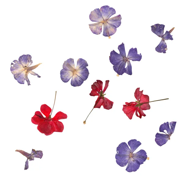 Isolert sett av presset rød geranium og blå fleks – stockfoto