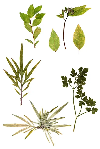 Vielfarbige Vielfalt trockener grüner Blätter — Stockfoto