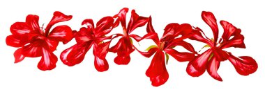 Sardunya şeritli çiçekler taze, fotoğraf manipülasyon