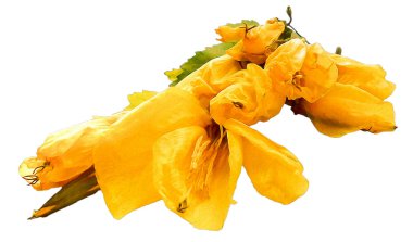 Sarı Gül Fatma taze donmuş çiçek, fotoğraf manipülasyon