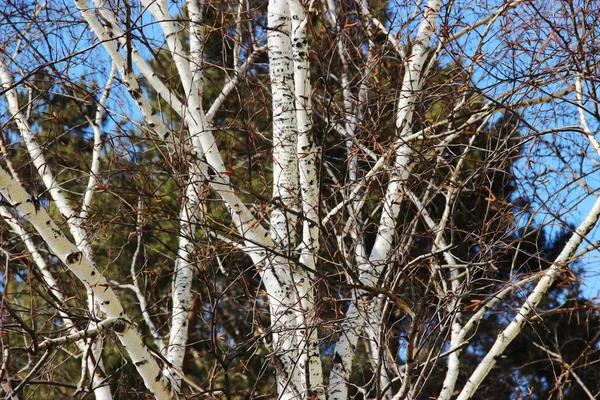 Rameau de bouleau au début du printemps, photo manipulation — Photo