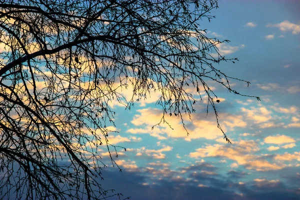 在冬季日落的背景下, 桦树, 照片操纵 — 图库照片