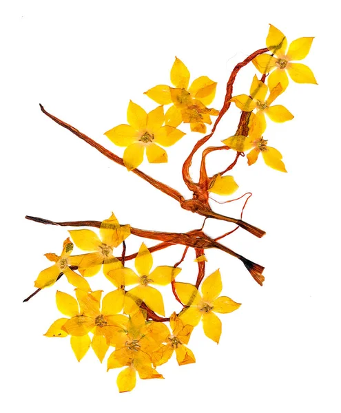 Flores prensadas y secas flor de celidonia — Foto de Stock