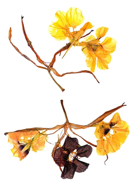 Applique droge subtiele eschscholzia en gedraaide bloemblaadjes lily — Stockfoto