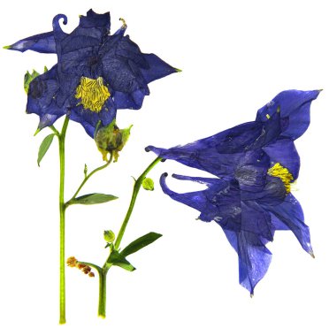 Kuru büyük koyu mavi ve beyaz çiçek Columbine çiçek